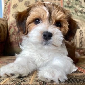 Gallery - Bramble Field Havanese