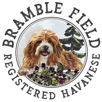 Bramble Field Havanese